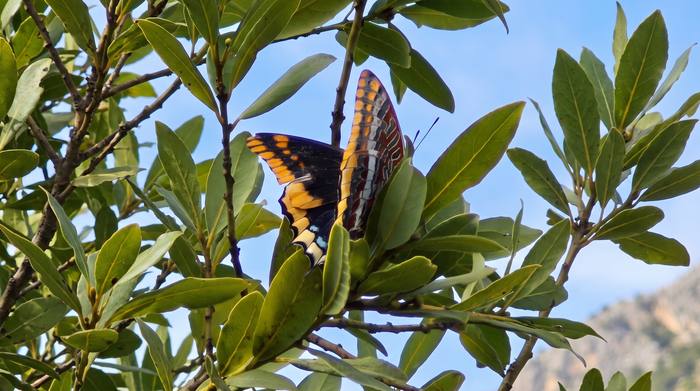Jasiusvlinder (Charaxes jasius / Two-tailed Pasha)